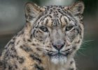 Jonathan Elliott - Snow Leopard Portrait.jpg